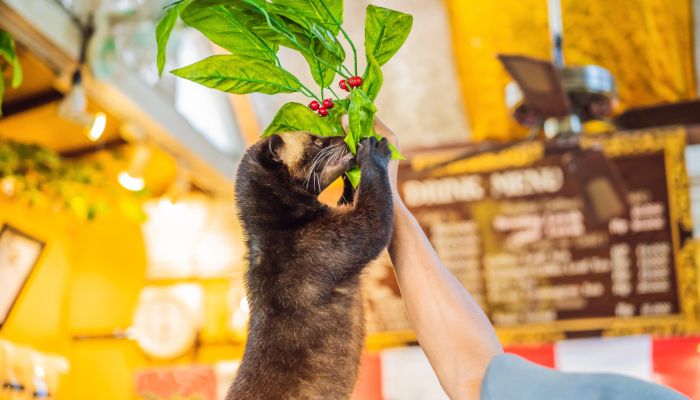 cafe mas caro del mundo